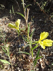 oenothera elata ssp hirsutissima
